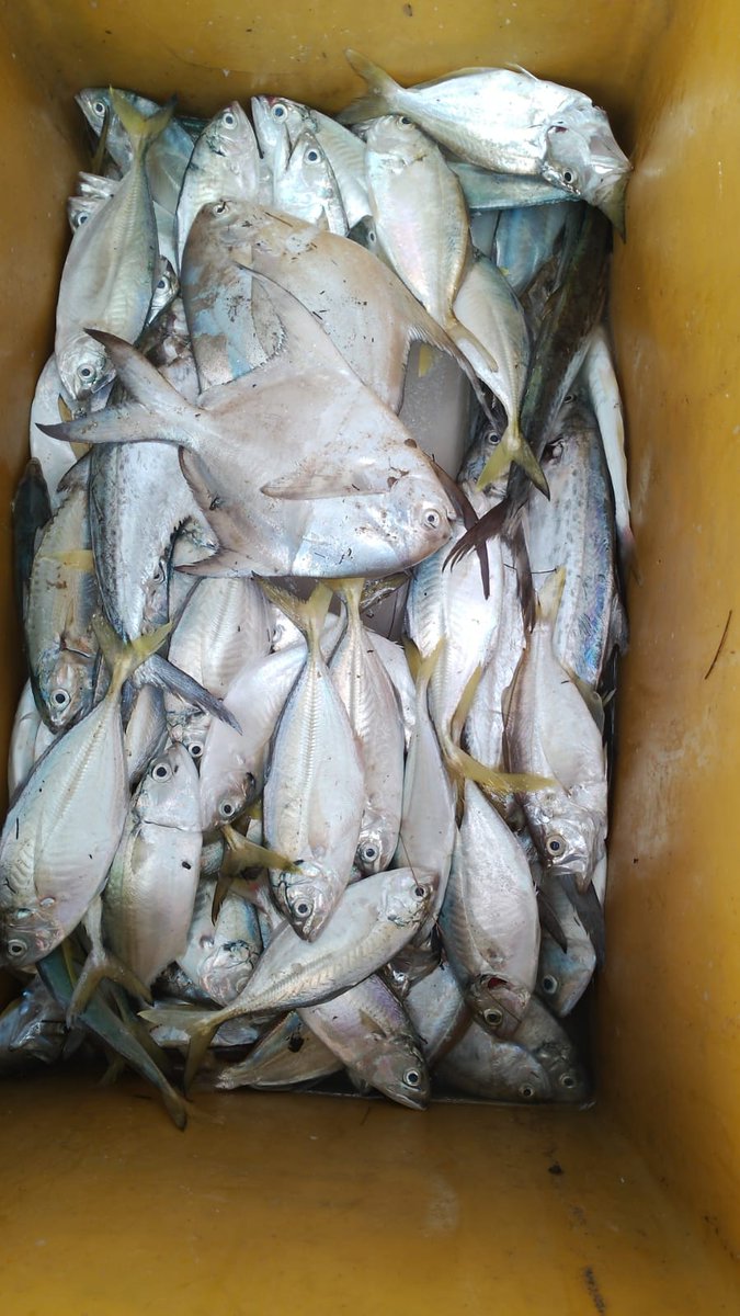 ZaniTarzan's tweet photo. Senen (30-12-24)tarzan zani luhkan kota bengkulu,hasil tangkap anggota koperasi lancang kuning,ikan kapas2 20 kg.35000K.kel. pasar bengkulu
#GiatLuhkanSatminkalBRPPUPP 
#luhlapor 
@bppsdm_brppupp 
@bppsdm_kp https://t.co/M4DLmK5Et1