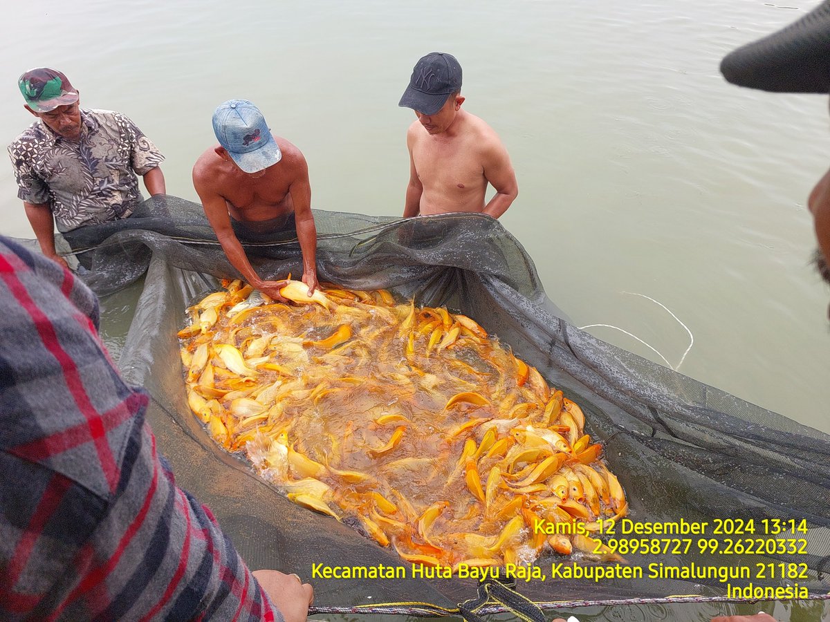 edusamosir's tweet photo. Kamis (12/12) Edward Samosir, Luhkan Kab. Simalungun, di Pokdakan Indah Mas Ds Mancuk, Mendampingi Panen Ikan Mas Sebanyak 800 kg, Luas Kolam 2.400 m2, Size panen 700 gr, harga 29.000/kg
#GiatLuhkanSatminkalMedan #Simalungun #Panen https://t.co/ybysmiGf4X