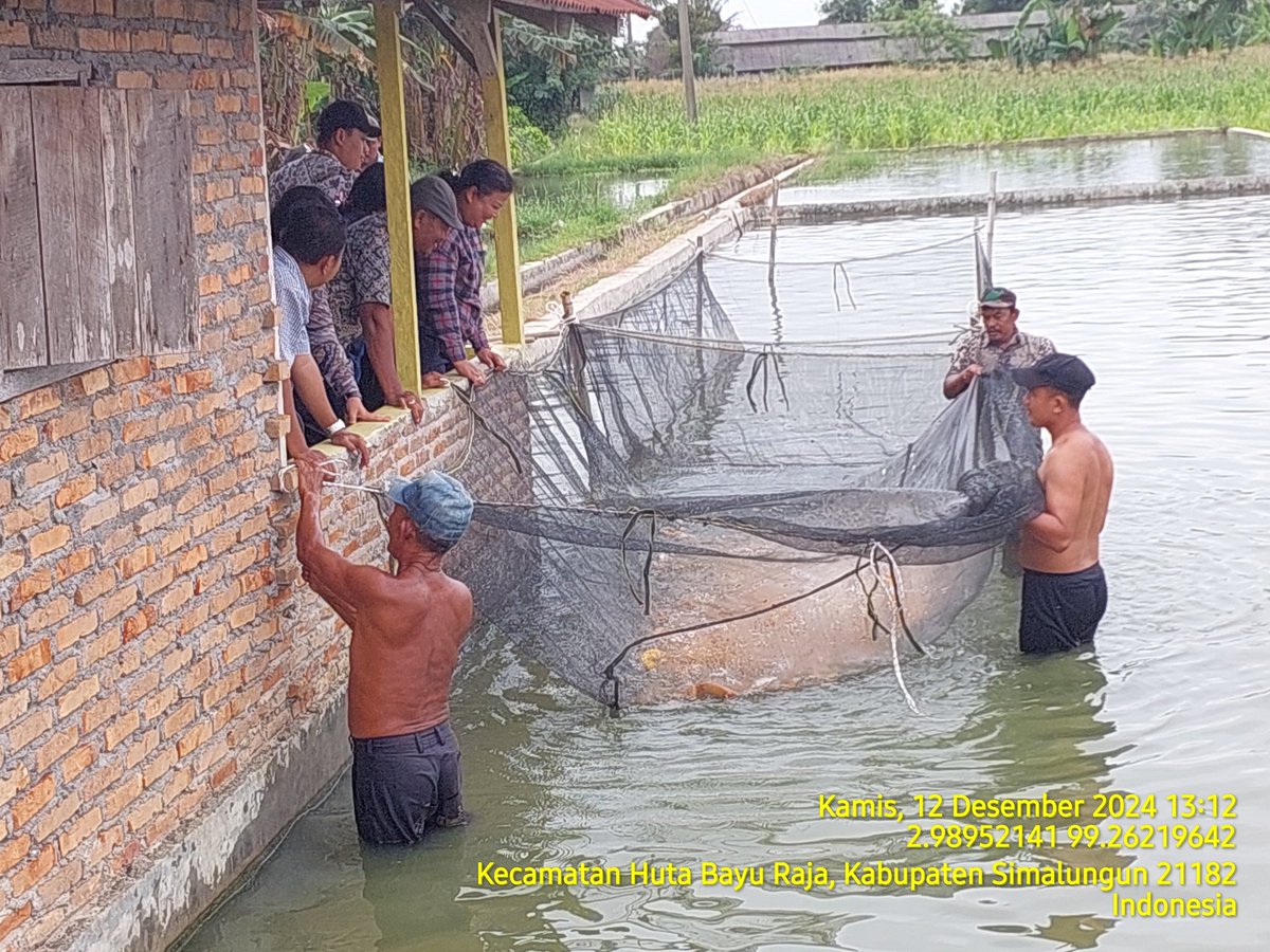 edusamosir's tweet photo. Kamis (12/12) Edward Samosir, Luhkan Kab. Simalungun, di Pokdakan Indah Mas Ds Mancuk, Mendampingi Panen Ikan Mas Sebanyak 800 kg, Luas Kolam 2.400 m2, Size panen 700 gr, harga 29.000/kg
#GiatLuhkanSatminkalMedan #Simalungun #Panen https://t.co/ybysmiGf4X