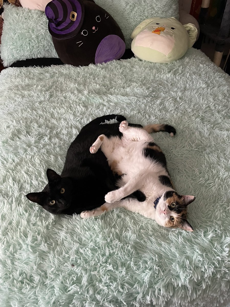 musen 🦡 tweet media