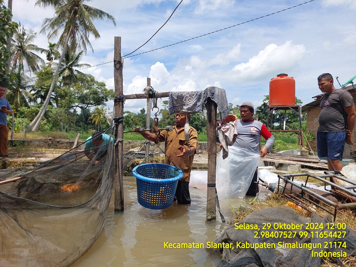 edusamosir's tweet photo. Selasa (29/10) Edward Samosir, Luhkan Kab. Simalungun, di Pokdakan Pardamean Ds Dolok Marlawan, Mendampingi Panen Ikan Mas Sebanyak 300 kg, Luas Kolam 2.000 m2, Size panen 700 gr, harga 29.000/kg
#GiatLuhkanSatminkalMedan #Simalungun #Panen https://t.co/c8XhkdsqJh