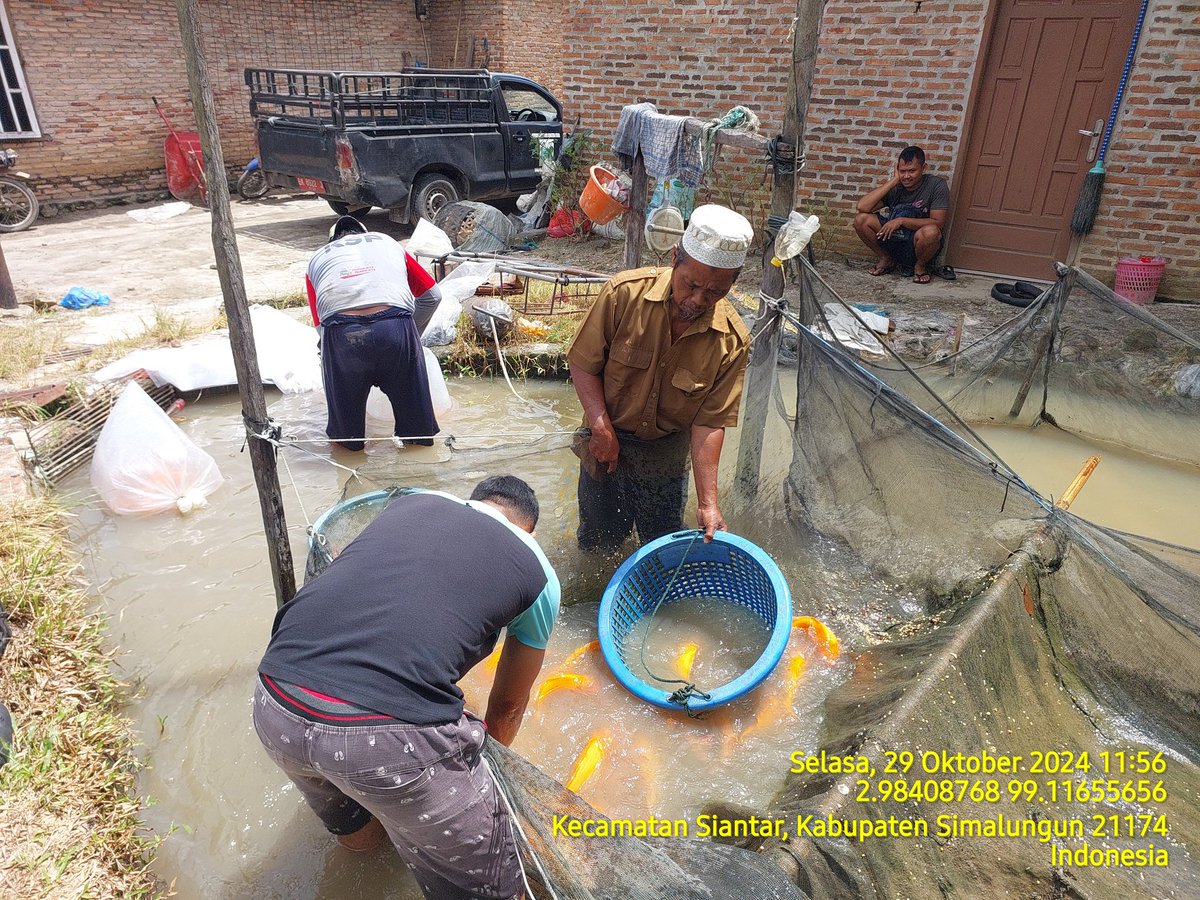 edusamosir's tweet photo. Selasa (29/10) Edward Samosir, Luhkan Kab. Simalungun, di Pokdakan Pardamean Ds Dolok Marlawan, Mendampingi Panen Ikan Mas Sebanyak 300 kg, Luas Kolam 2.000 m2, Size panen 700 gr, harga 29.000/kg
#GiatLuhkanSatminkalMedan #Simalungun #Panen https://t.co/c8XhkdsqJh