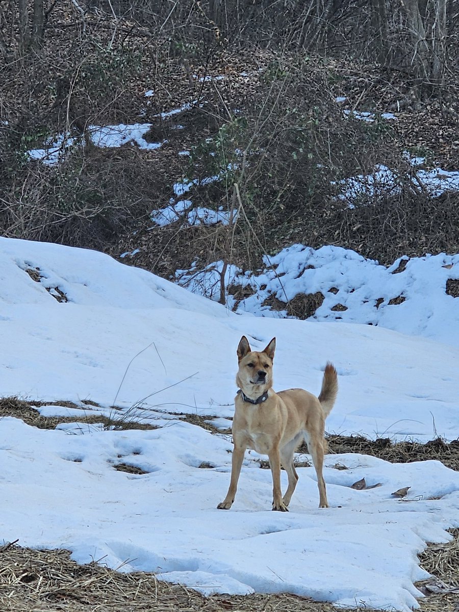 시골집에서 위풍당당 도그