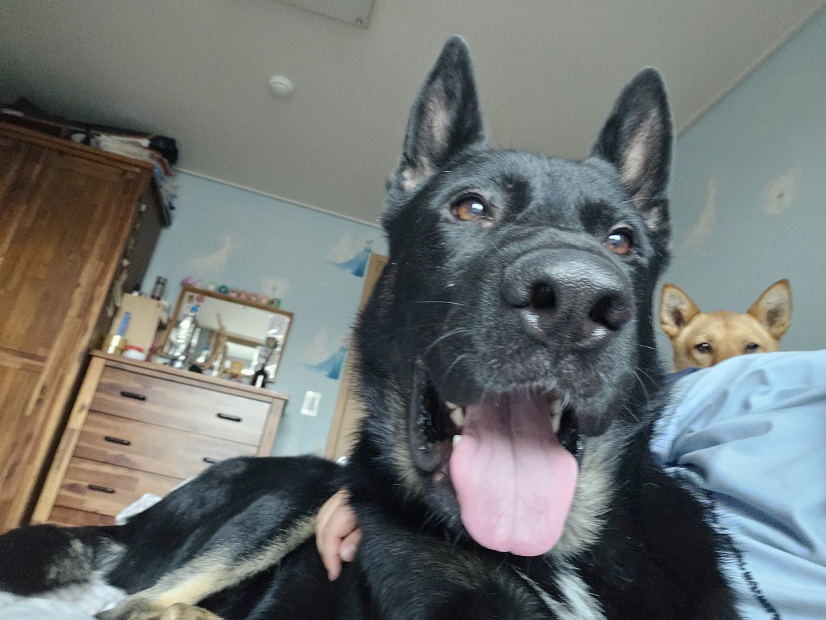 그냥 해피도그
뒤에 누렁이 있어요~