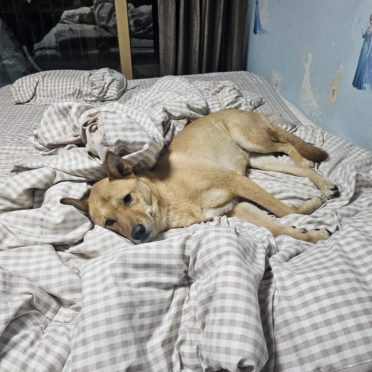 다들 새해보옥 새해보오오오오오옥