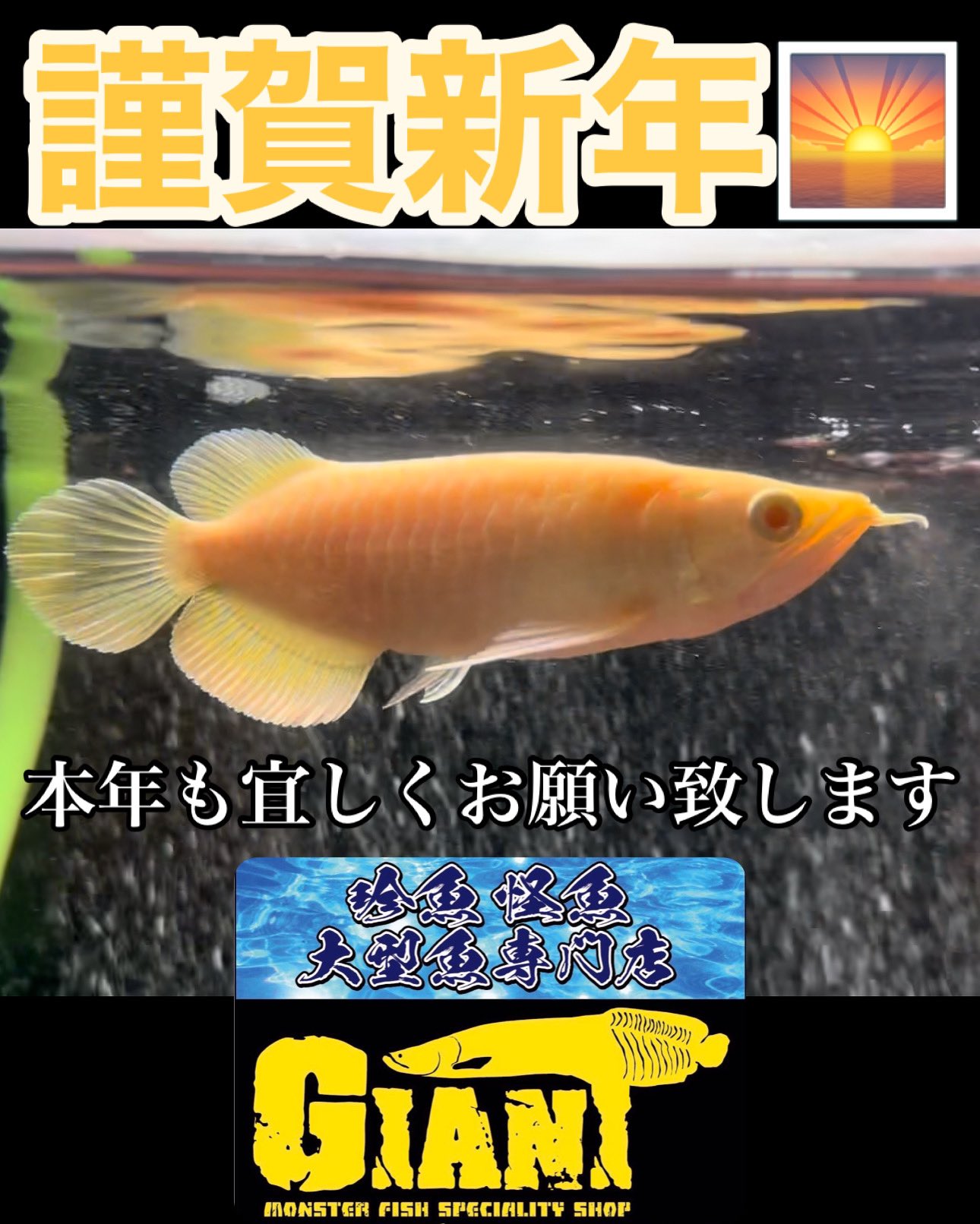 3/29 入荷魚紹介 - 静岡市の熱帯魚専門店（大型魚・古代魚・珍魚