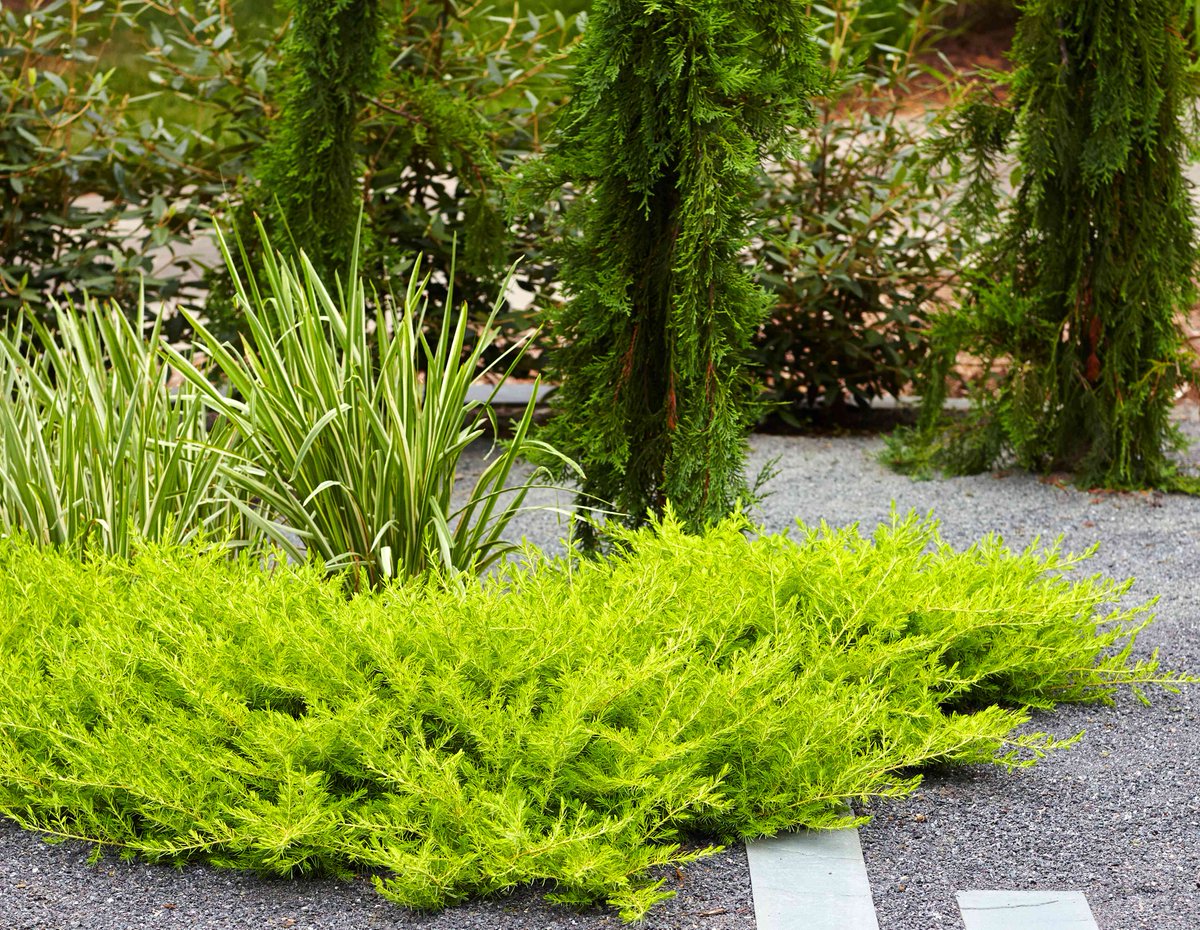 How to Prune Juniper Bushes to Keep Them Healthy and Looking Tidy bhg.com/how-to-prune-j…