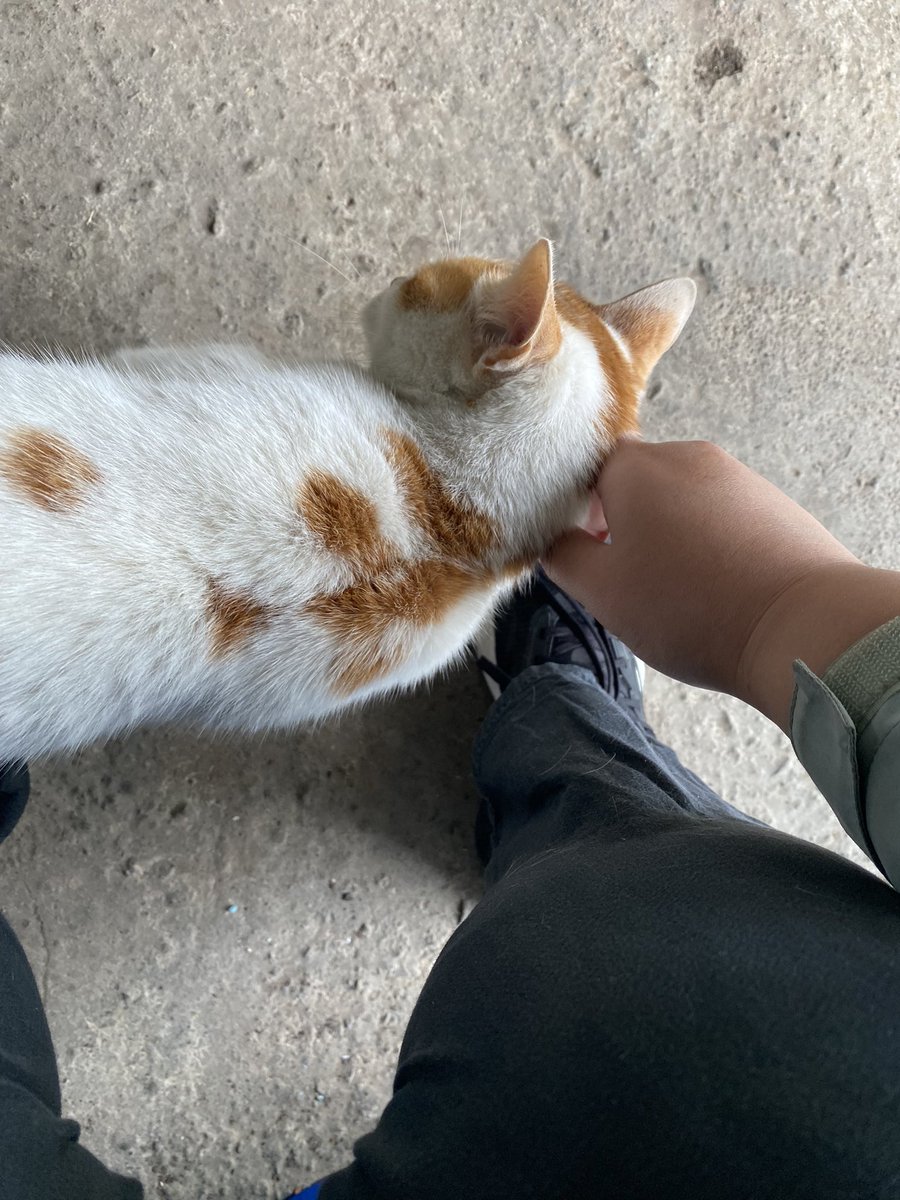 我們家牧場裡的貓咪❤️