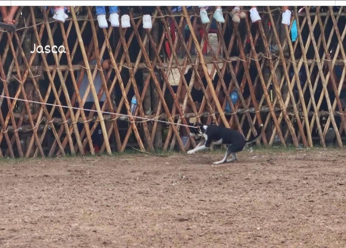 Plu2Desampara2's tweet image. .@AztecaYucatan @GobYucatan @YUCATANALMINUTO 
INDIGNANTE😡 amarran perro frente a toda la gente en la feria de #Tizimin ( imagen fuerte)