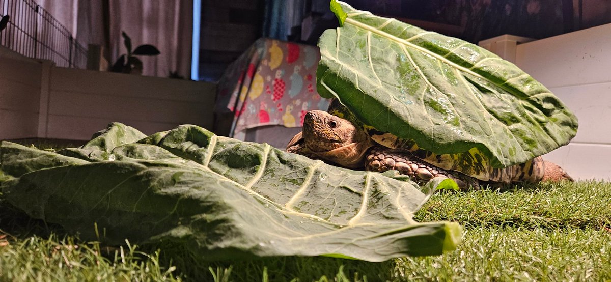 Waffles_Tort's tweet image. A new year is a good time to turn over a new leaf. Then eat it!