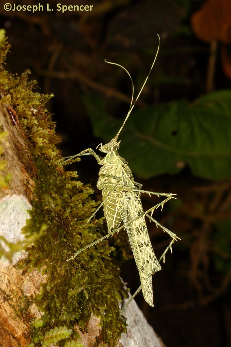 talkingrootworm's tweet photo. “I’m #lichen this #mimic!” This #Markia sp. #Katydid is a classic example of #insect #mimicry; it's #camouflaged as the lichen that’s abundant in its forest habitat. Finding one away from a lichen background @ a light trap was the only way I spotted this beauty. #WildSumacoLodge https://t.co/3vsZfPIupj