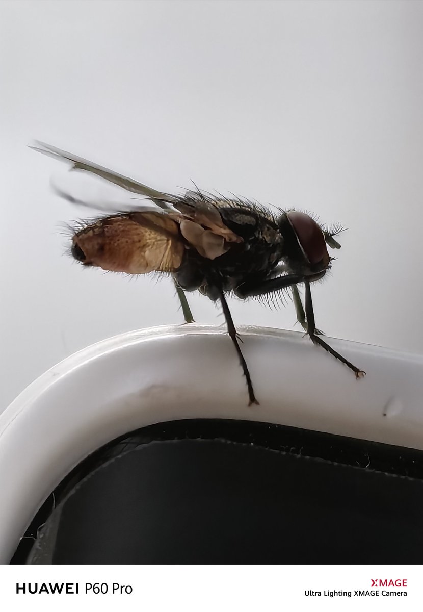 I3d3m's tweet image. #P60pro
Archive photos
I hope you are well and in peace wherever you are
Greetings to all 🌹💌👍