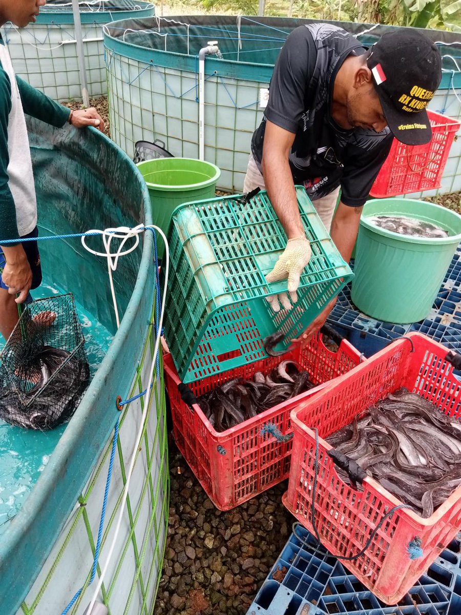 NF_Rosadi's tweet photo. Kamis, 05/12/24
Nirvani FR, Luhkan Karanganyar
Melaporkan kegiatan panen ikan lele milik Pokdakan "Subur Rejeki" alamat Desa Ploso Kecamatan Jumapolo dengan jumlah 263kg harga 19.000/kg #GiatLuhkanSatminkalTegal #luhlapor
@pusluh_bppsdm
@PKBLU_bp3tegal https://t.co/noO64jEEwA