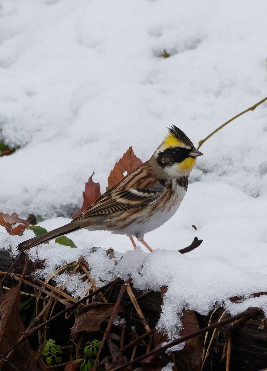 zeiss_carl's tweet photo. 今朝のカワイイ | お正月2日の出会いはミヤマホオジロさん
青い鳥と黄色い鳥は出会うと幸せなのだ！
冬の黄色と言ったらミヤマホオジロさんなのだ
#birds  #lumixg9pro #leicadgvarioelmar100_400 https://t.co/uzeYNrya3I