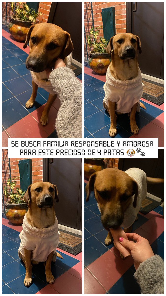 NaniiCoronado's tweet photo. Oigansss algun HDP abandonó a este ternurin de 4 patas en el residencial donde vivo 😢🙃 
Ayúdenme a encontrarle casita nueva donde lo amen un chingo porque es un amor de ser vivo! 🥹🐾 https://t.co/KQhQzs6icl
