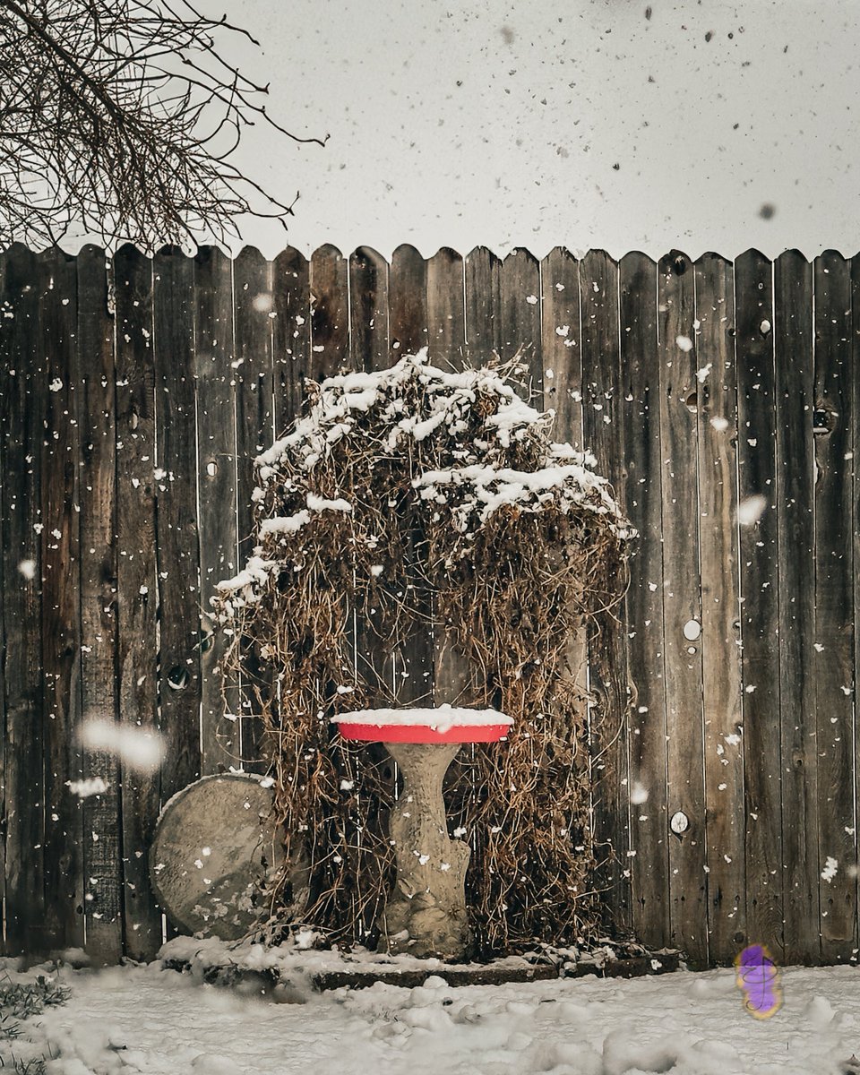 BoundlessDigi's tweet image. A Fresh Start"

A fresh coat of clean, white snow to begin the year is a nice way to start things off. Happy 2025!!

#happynewyear #afreshstart