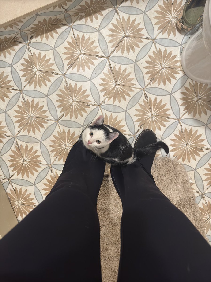 Adovahkitty tweet media