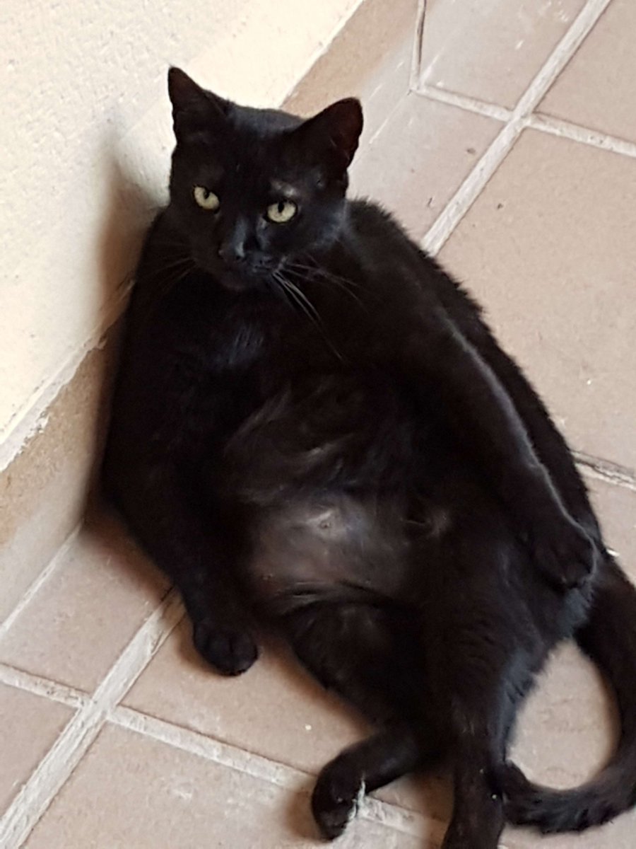 Axolox_'s tweet image. It's crazy were closer to 2030 than 2020... ALSO CUTE DOG!!