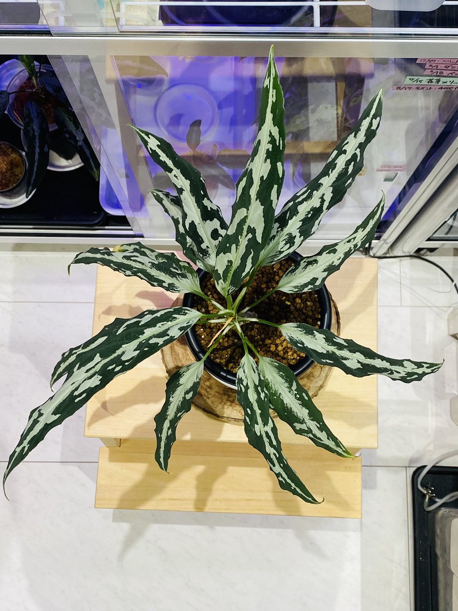 aglaracer's tweet photo. 去年色々な出来事があり🌱草熱は未だ低迷中ですが、皆様、今年もよろしくお願い致します🙇‍♂️
今年はもう少しだけ🌱頑張ります。

Xはほぼ休眠状態ですが、インスタは少しだけ稼働中です https://t.co/NQvsw3ChVx