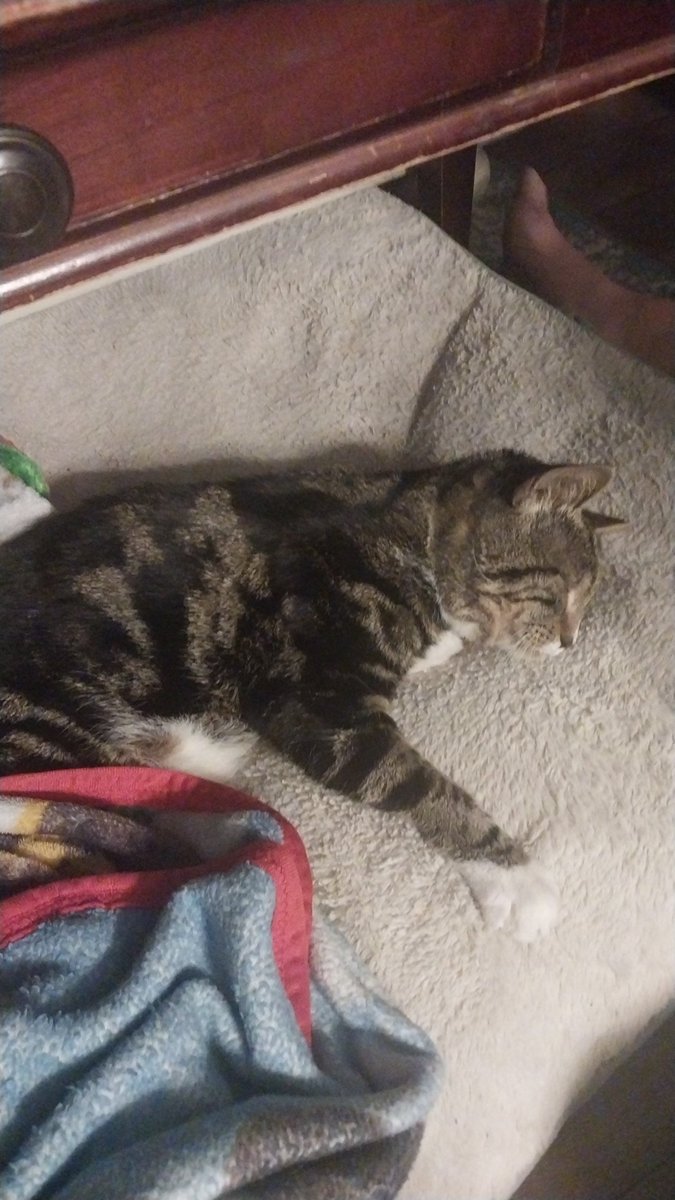 Kitty Ringo now living in Heaven tweet media