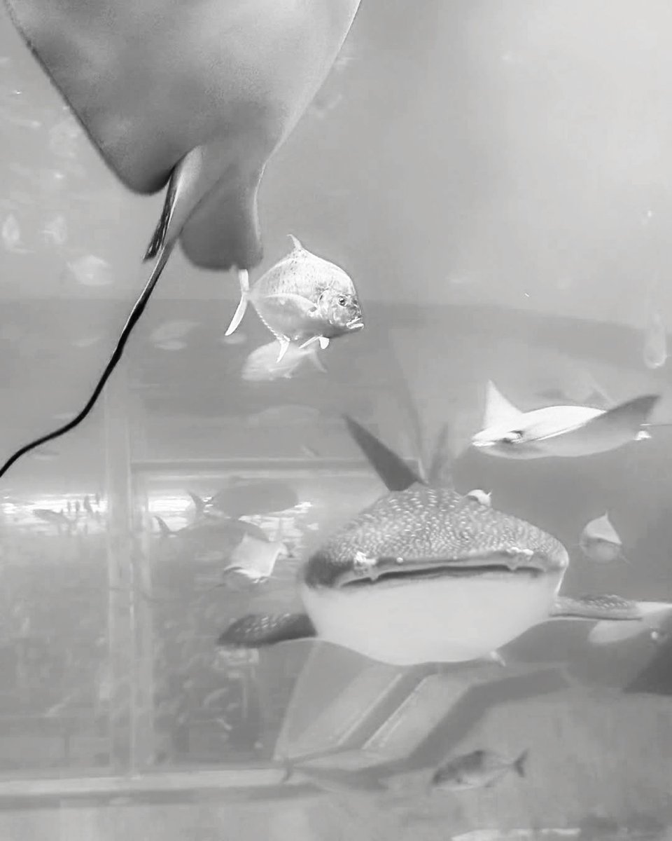 yukarsina's tweet photo. From observing their behavior to understanding their vital role in the ocean's ecosystem, every moment was enlightening. The interactive exhibits and guided tours made the visit both educational and engaging. https://t.co/O3JSQgqqgA