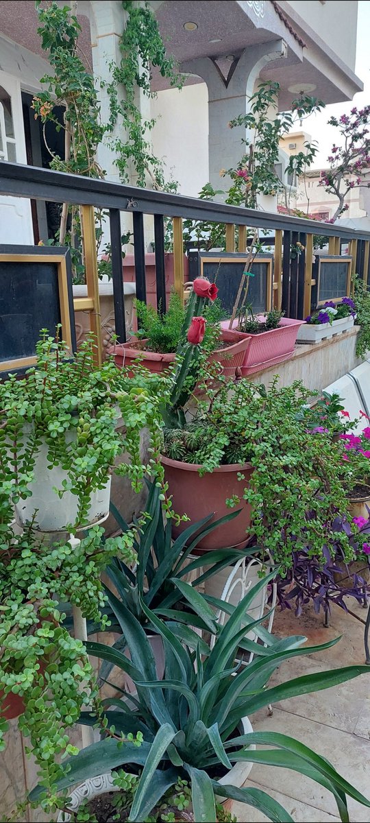 om_mohammad2010's tweet image. #صباح_الاجواء_الحلوه
بالغ في حسن ظنك بالله فإن جزاء حسن الظن أن تنال ما ظننت