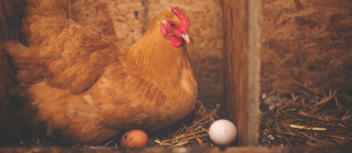Did you know that the #RSPCA recommends at least two items of environmental enrichment per 1,000 laying hens to promote their health and well-being? 

#HappyHens #HenEnrichment #RSPCAStandards #PoultryWelfare