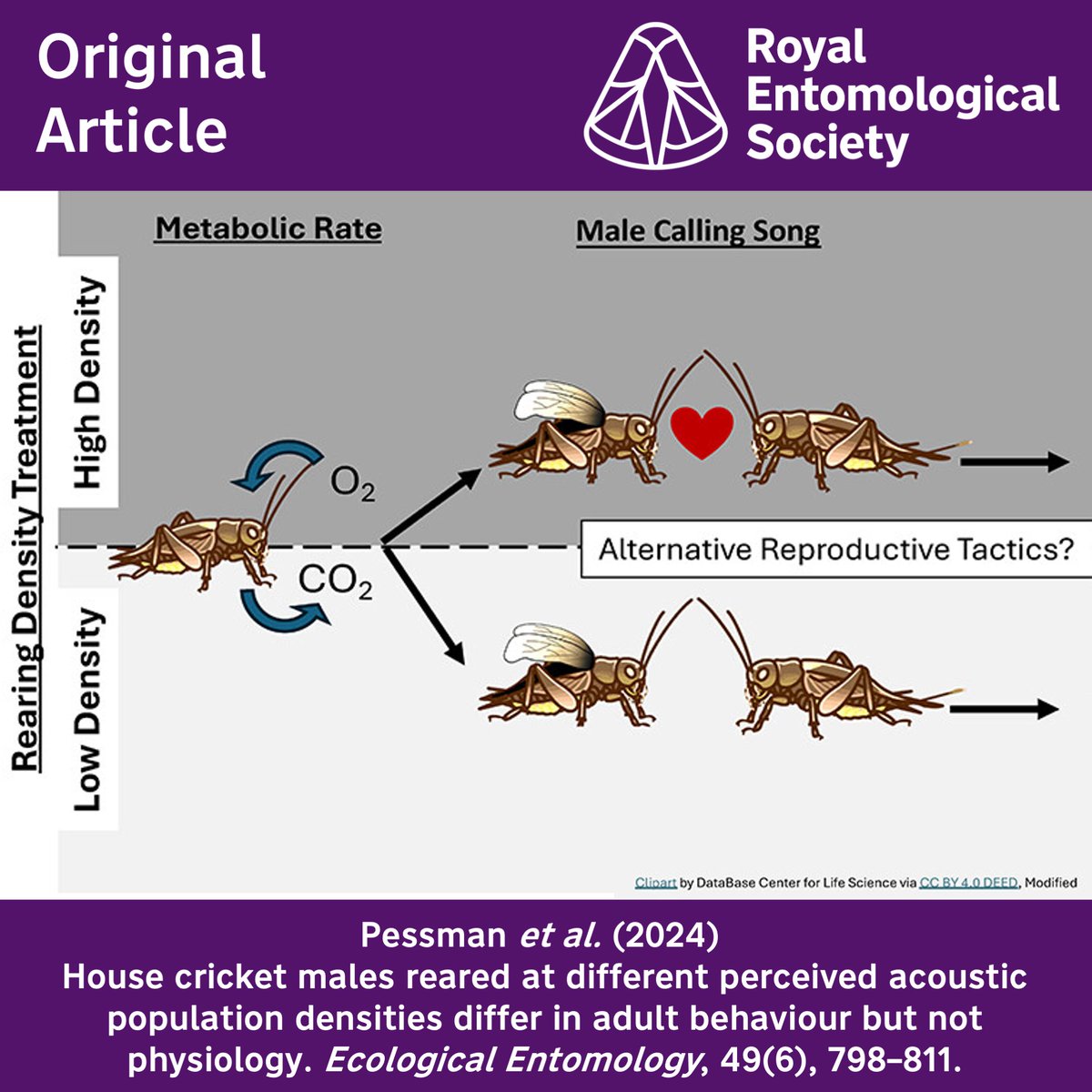 Ecological Entomology (@ecol_ent) on Twitter photo Our next highlighted article in the current issue of #EcologicalEntomology looks at how different perceived acoustic population densities affect the behaviour of house crickets 🦗
resjournals.onlinelibrary.wiley.com/doi/10.1111/ee…
<a href="/BrandiPessman/">Brandi Pessman</a> <a href="/WileyEcolEvol/">Wiley Ecology & Evolution</a> <a href="/RoyEntSoc/">Royal Entomological Society</a> Our next highlighted article in the current issue of #EcologicalEntomology looks at how different perceived acoustic population densities affect the behaviour of house crickets 🦗
resjournals.onlinelibrary.wiley.com/doi/10.1111/ee…
<a href="/BrandiPessman/">Brandi Pessman</a> <a href="/WileyEcolEvol/">Wiley Ecology & Evolution</a> <a href="/RoyEntSoc/">Royal Entomological Society</a>