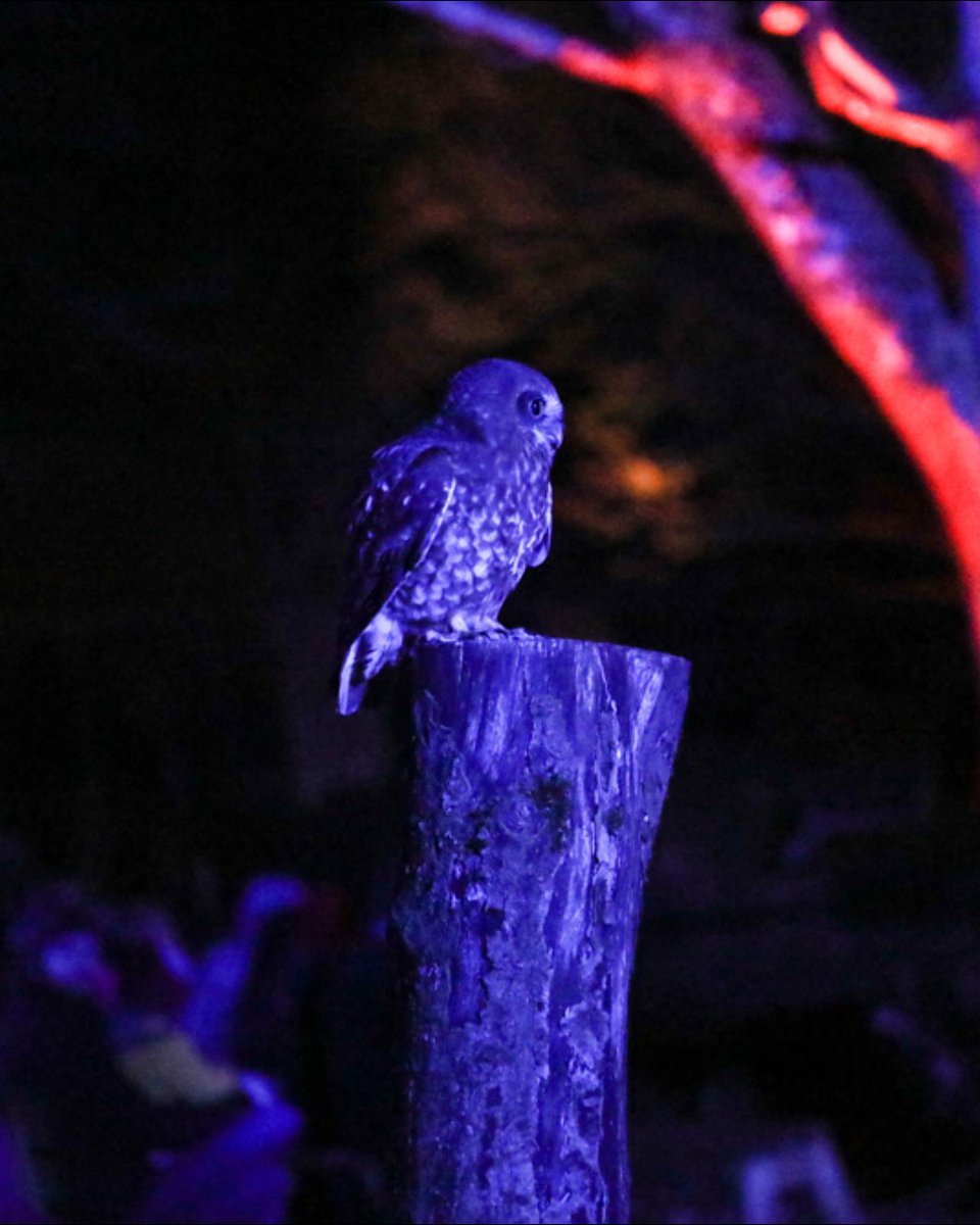 Hawk Conservancy Trust tweet media