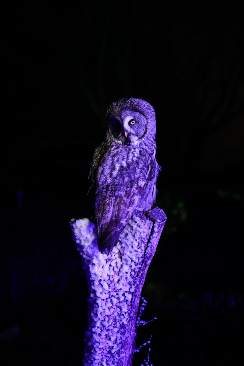 Hawk Conservancy Trust tweet media