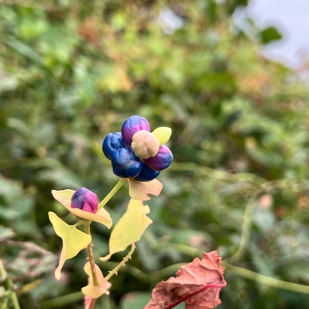 randy11925's tweet photo. イシミカワ タデ科イヌタデ属のつる性の一年草 日本では北海道から���縄まで全国で見られます。 
この藍色に見えるのは実際には厚みを増し多肉化した萼で、それに包まれて中には黒色の硬い痩果があるそうです〜♫ #石見川 #在来種 #野草 #山野草 #野の花 https://t.co/Qmc5S93wqW