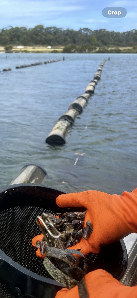 James Brady. 🇦🇺🤔👨‍🌾 tweet media