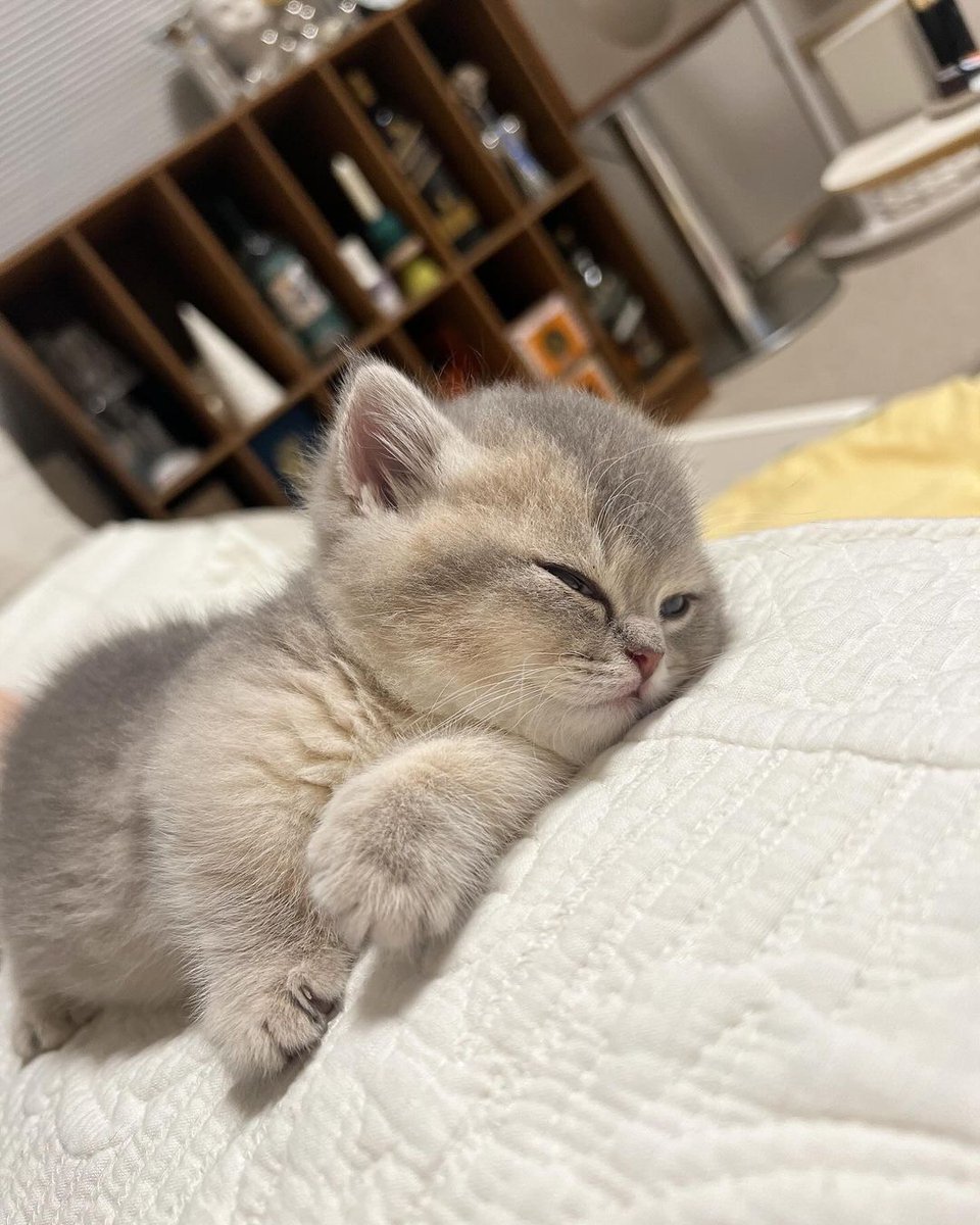 Cat 🐈 (@cutecatsmagic) on Twitter photo 