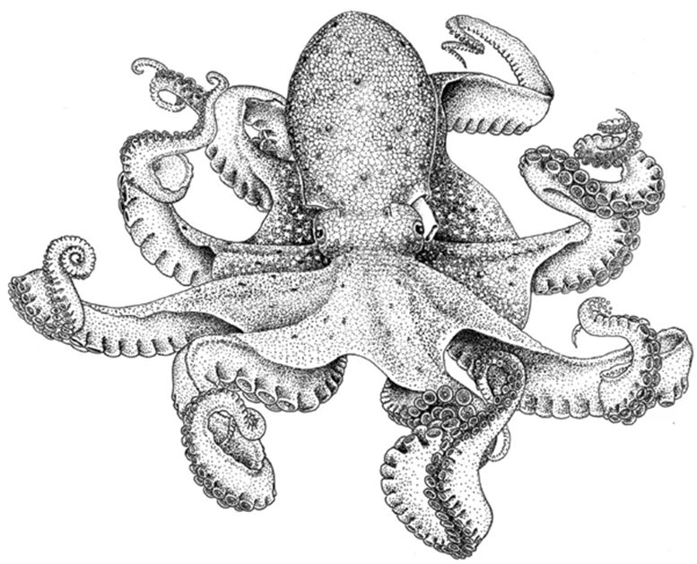 Durant els darrers anys, l'Institut de Recerca Oceanogràfica de Xàbia (<a href="/iroxabia/">IROX</a> ) ha dut a terme un estudi sobre l'estat del polp de roca (Octopus vulgaris).

#ciencia #pesca #polp #contaminacio 

lamarina.eldiario.es/ca/2024/12/07/…