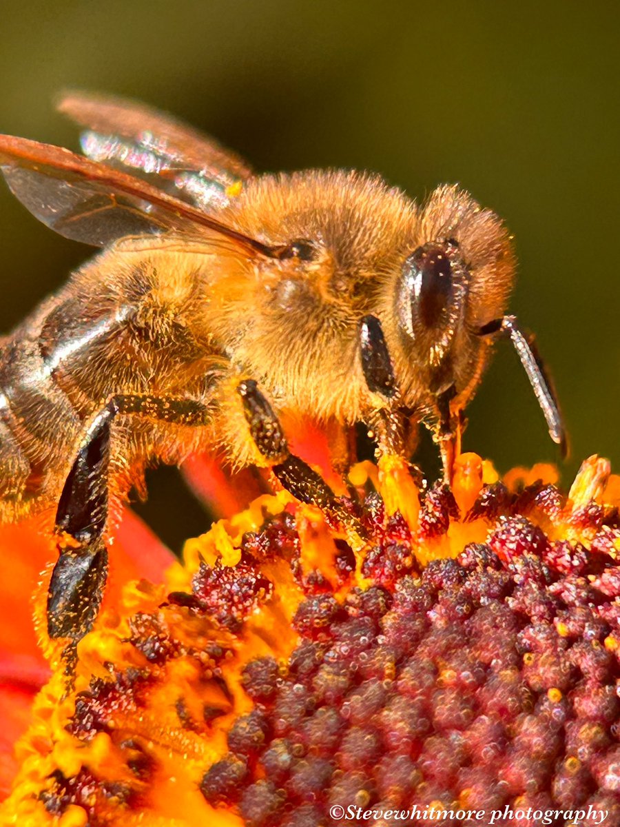 stevewhtmr's tweet image. #InsectThursday #Savethebee #Summer2024 Back to the summer with this Honey Bee 🐝