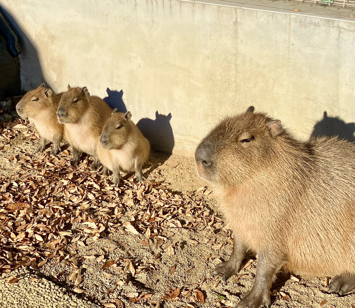 1月5日まで三つ子のあかちゃんの名前募集してま〜す🙌
チャイルズファームのカピバラガーデンで名前の応募用紙を配布していますので、ステキなお名前お待ちしてます💕

#姫セン　#カピバラ　#あかちゃん