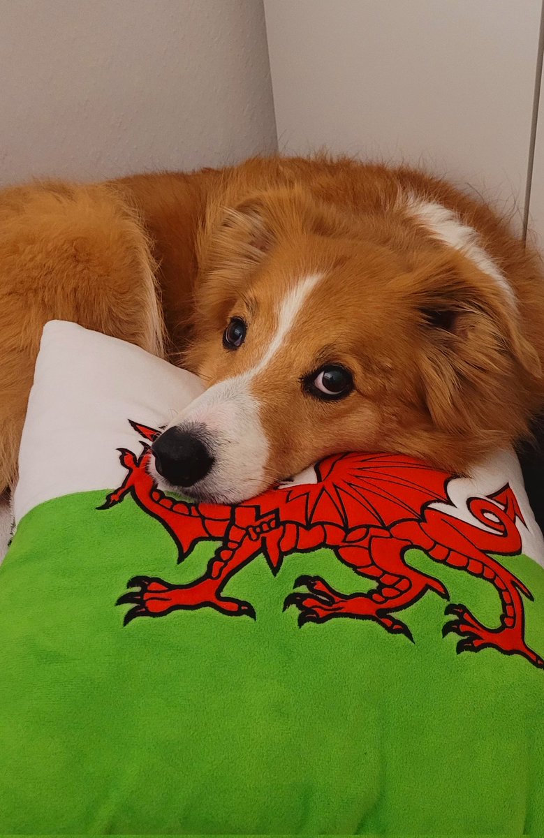 jacquihill18's tweet photo. A few from Charlie at Christmas 🎄  @HartCollie @MarkPerks2021 @AnimalWoodfield #welshsheepdog #collie #Christmas2024 https://t.co/vk1d2P3C4e