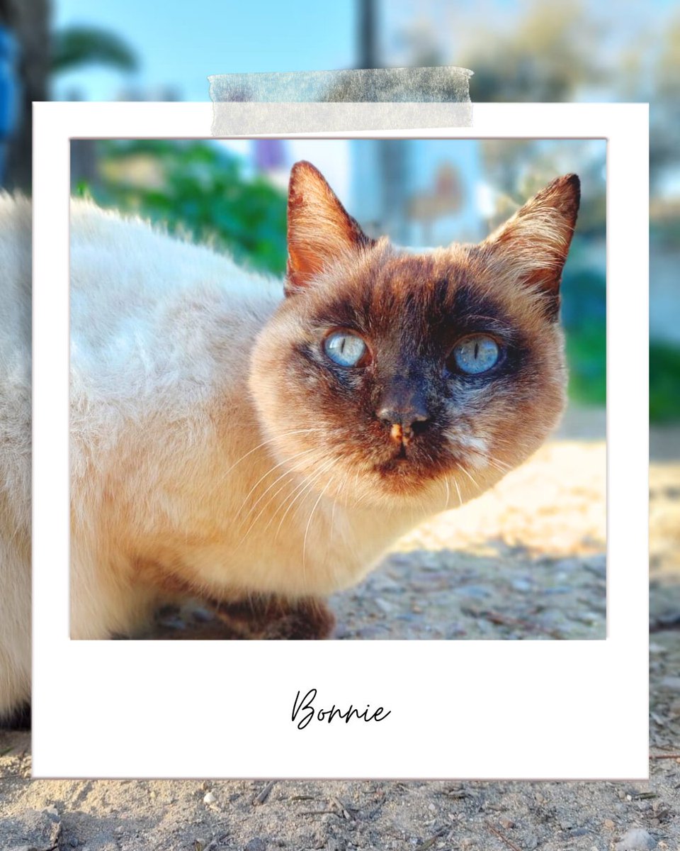 ¡Bonnie! ✨

Bonnie es una gatita mayor que ha pasado la mayoría de su vida en nuestro jardín pero en el último test dio positivo en VLFe. 

Es una gata cariñosa y muy muy glotona.

adopciones@defensafelina.org

teaming.net/asociaciondefe…