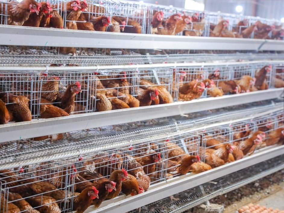 frankbyiringir0's tweet image. 2. #CageSystem with cells:
Here birds are allowed to live in cages with each cell occupied by particular number of chicken.

This system is cheap, and requires small area while optimising water and feed utilisation. However, chickens&apos; movement is restricted within the cell only.