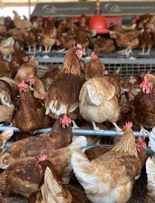 frankbyiringir0's tweet image. 3. #CageSystem without cells:
In this system birds live in cages but with free movement because there are no cells (rooms) inside. It mimics deep litter system but in cages to allow space optimisation which make it more preferable than deep litter system.