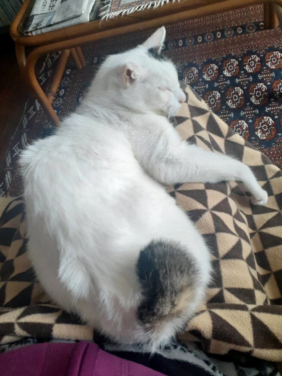 あけましておめでとうございます。
2025年もよろしくお願いいたします。
今年も、競技、リーダー修行、他ジャンルのダンスなど、幅広く踊っていく予定です！🥰

ウチは31日～1日がバタバタなので、2日が実質的なお正月。朝からおせちで樽酒～☺️
愛猫(17歳半)は膝の上で爆睡。今年も元気に過ごしてね❤️