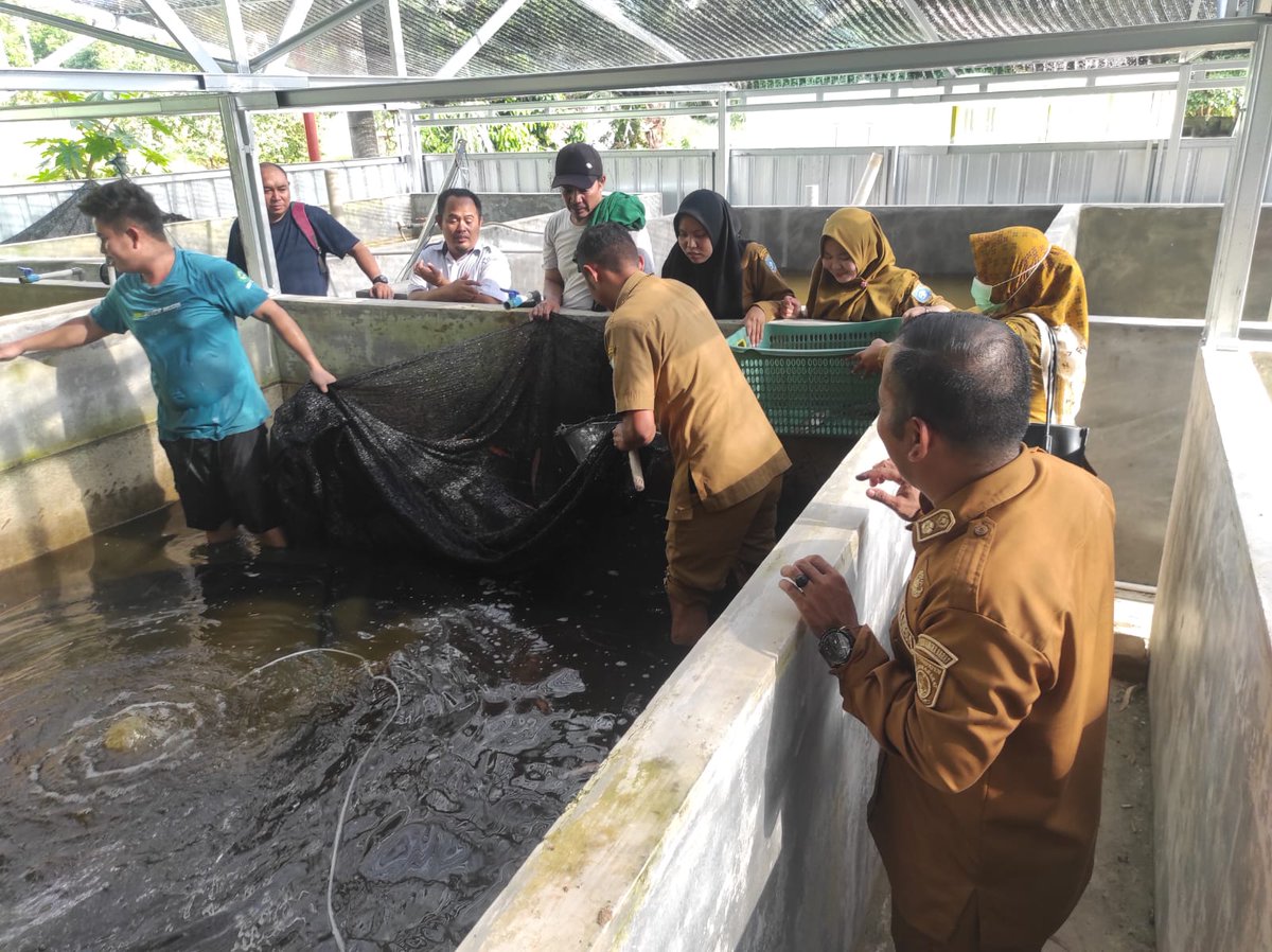 74kid46's tweet photo. Sabtu (21/12/2024), M Arka'is Sujud Luhkan Babar, Di Pokdakan Karang Taruna Semulut Desa Semulut, Panen Lele, Sebanyak 130 Kg, Size 6 Ekor/Kg, Luas Kolam 30m2, Harga RP. 28.000/Kg #GiatLuhkanSatminkalBRPPUPP https://t.co/eGvU4MrGo4