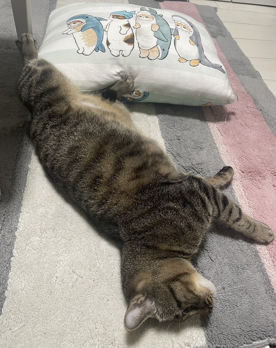 T&momo🐈 (@momo_t111) / Posts / X