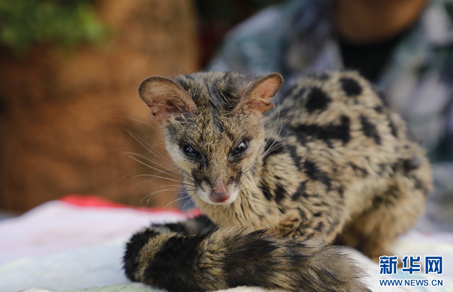 PuebloEnLnea's tweet photo. Una pequeña #civeta india, una especie protegida de primera clase a nivel nacional, fue rescatada recientemente en estado frágil cerca de una zona residencial en la ciudad de Pu'er, en la provincia de #Yunnan, en el suroeste de China. #ChinaEcología https://t.co/HtwwqQxN1u