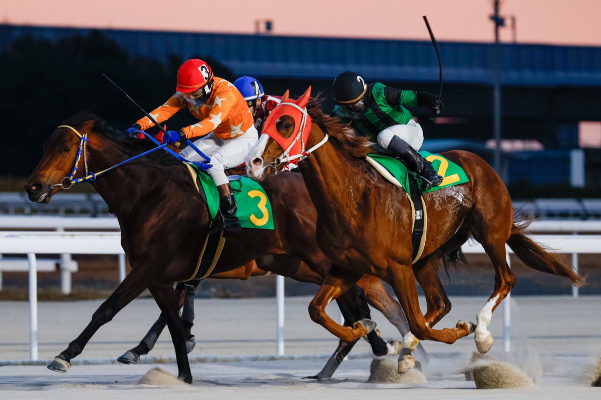 2178❣️ 瑪瑙　馬　唐馬　戦闘馬 馬たち | ご挨拶とクラブ案内 | Zen Riding Club