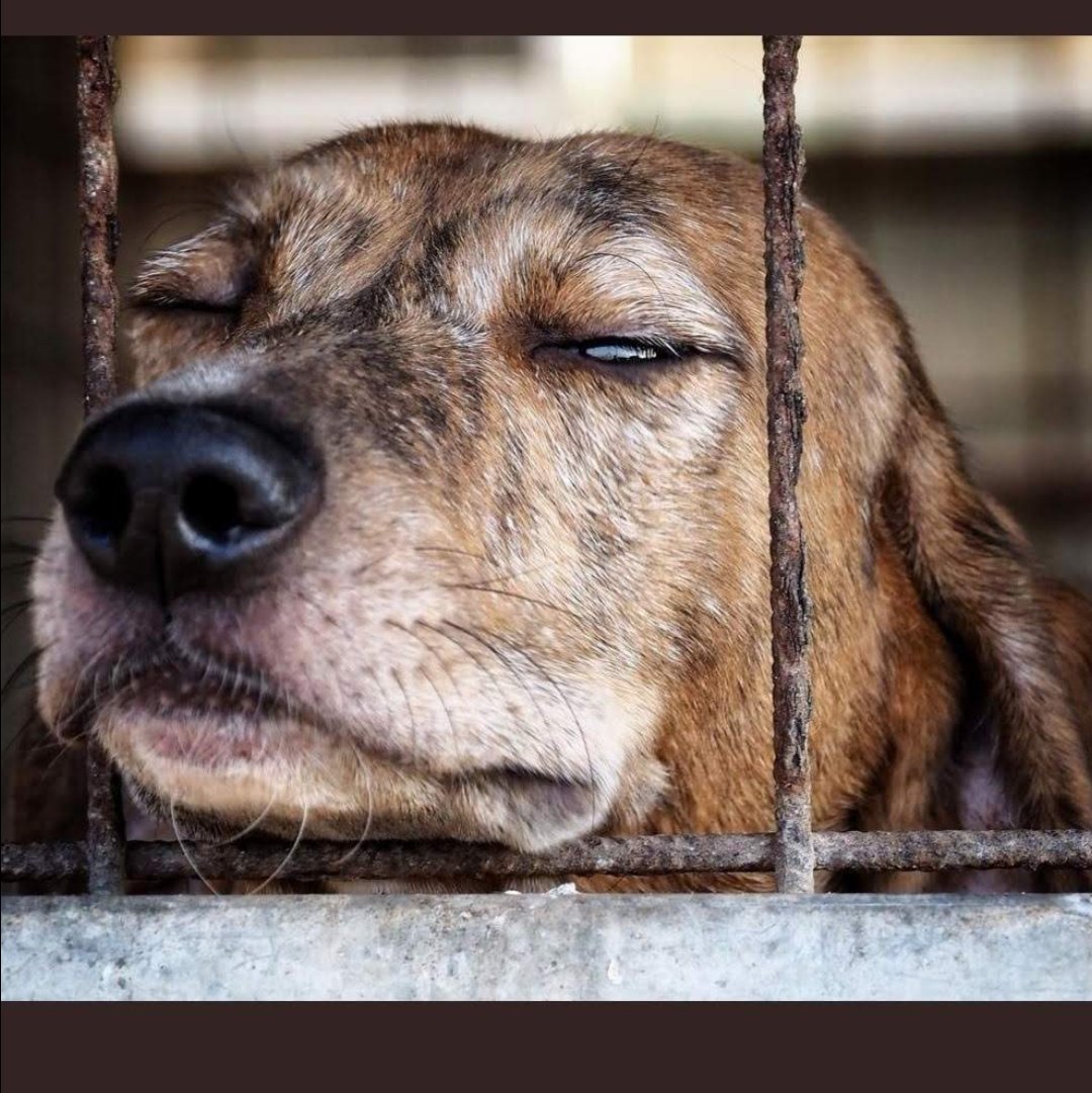 DORMO APPOGGIATO ALLE SBARRE, COSÌ SE PASSI MI VEDI.❤️❤️❤️