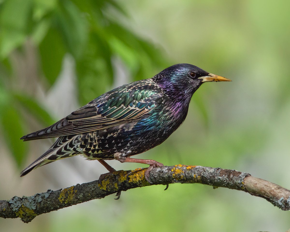 📣 2⃣0⃣2⃣5⃣. gada putns – mājas strazds. Lasi plašāk te: lob.lv/2025/01/2025-g… 📸Baiba Strode #gadaputns #gadaputns2025 #mājasstrazdi #putniLatvijā