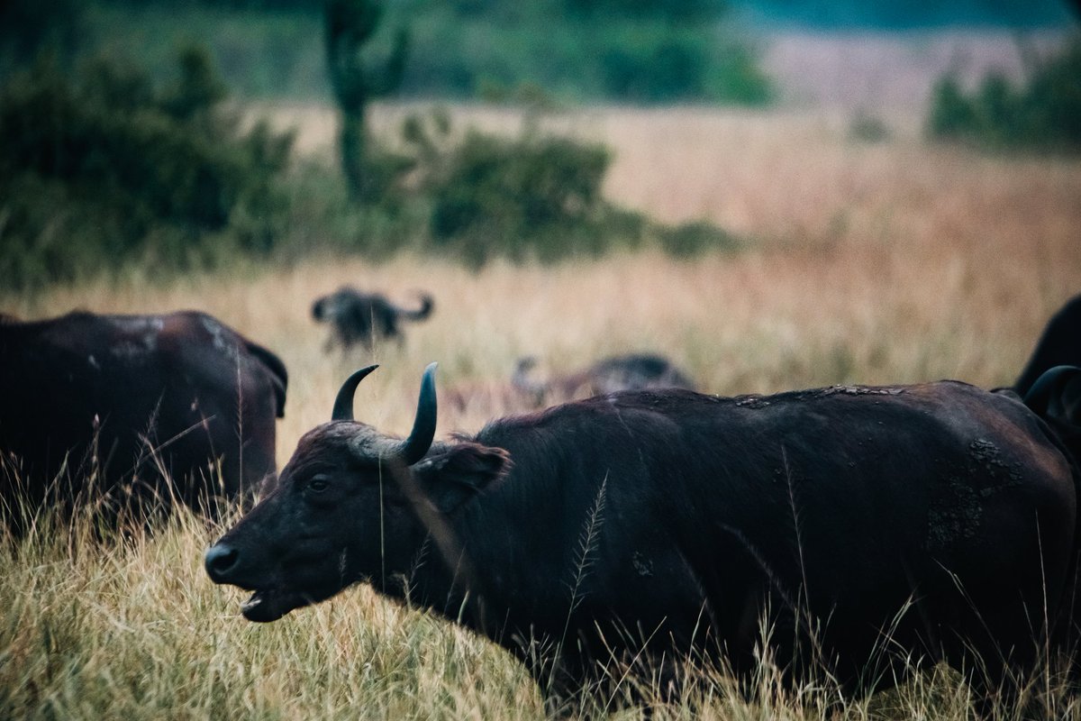 New year, same Kikorongo!😏 Make the most of 2025 with unforgettable experiences and exciting adventures at #KikorongoSafariLodge.

Book with us today on ☎️ 0789 390 350.
 
#ExploreQueenElizabethNationalPark