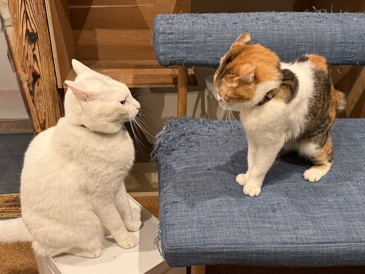 ishimaruakiko's tweet photo. 木曜午前、 #台東区 黒猫さんの #猫シッター 。年末年始のはおわり
午後、購入時にできなかった昔のiPhoneの下取りでApple Store銀座
写真は、ほぼ毎朝ごはん前に繰り広げられる #白系猫 こねちゃんと #三毛縞 小柄なみーちゃんのプロレス。ボコっという音が。。。
実はみーちゃんのほうが強いです https://t.co/f8RGdVSn0Z