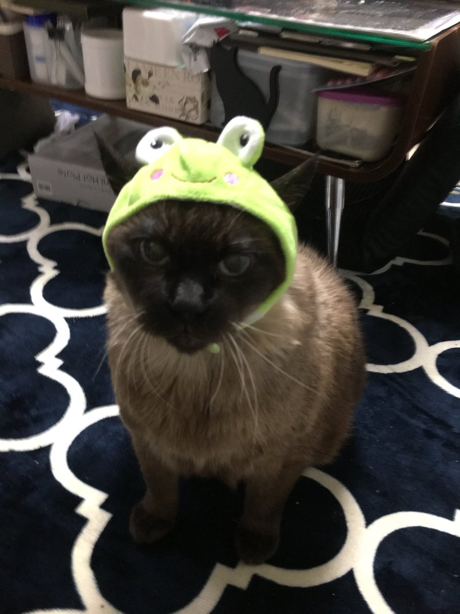 #猫　　#たぬシャム　　　#ラブ🩷日記
皆んなで正月のご挨拶、明けましておめでとうございます㊗️🎊🎉